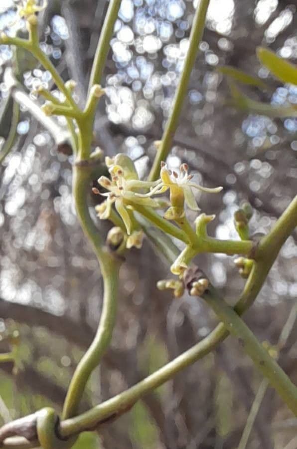 Struthanthus uraguensis