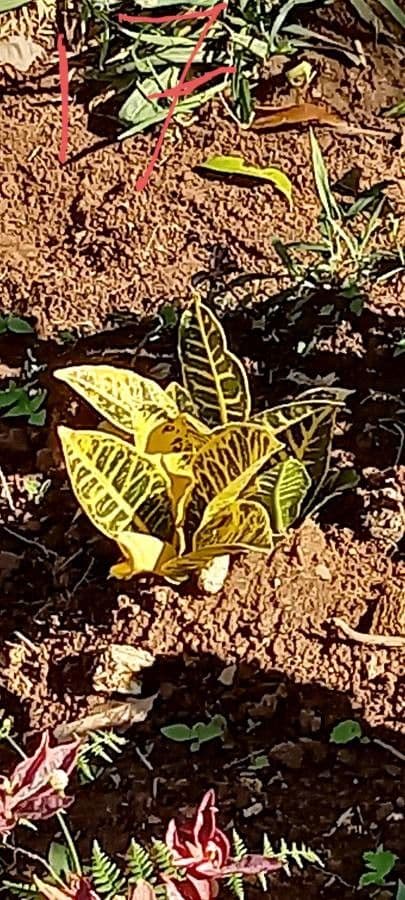 Croton 4