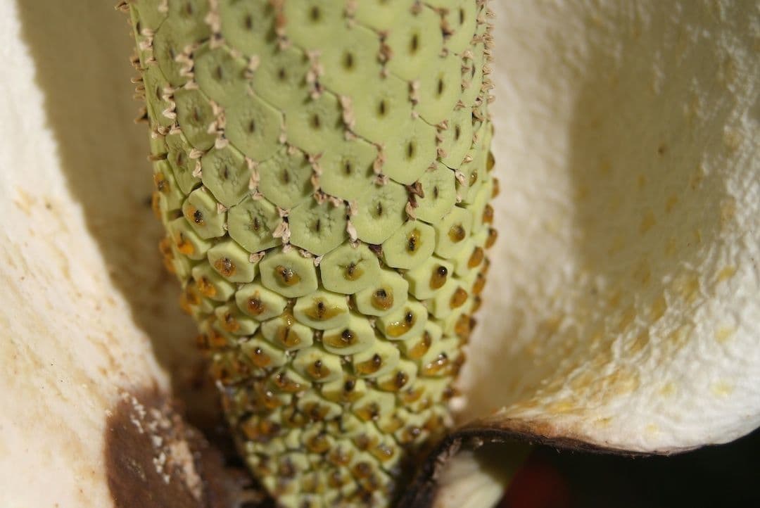 Monstera lahodná 26