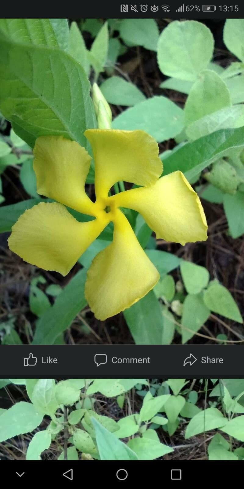 Mandevilla subsagitata 3