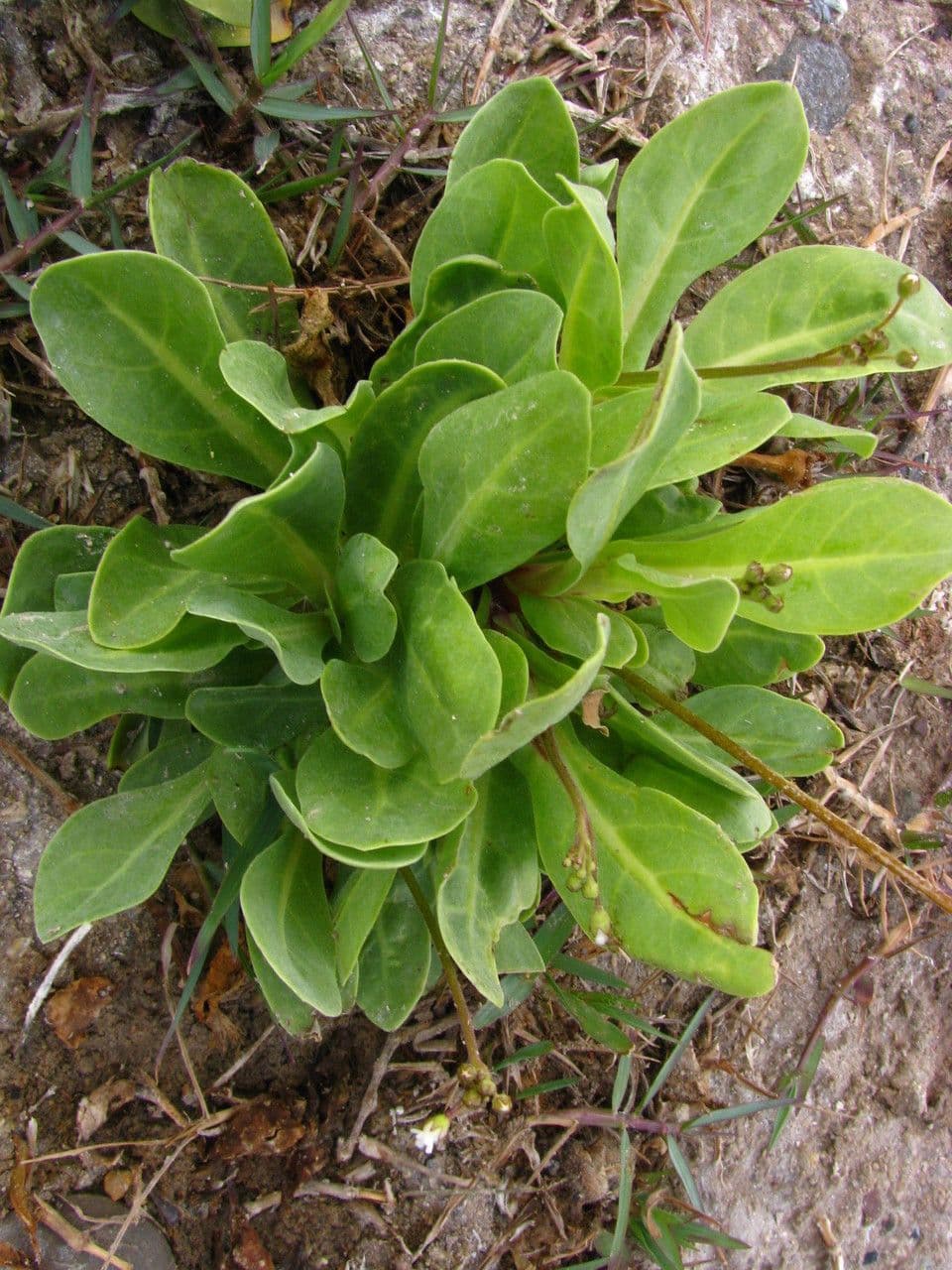 Samolo ebracteatus 4