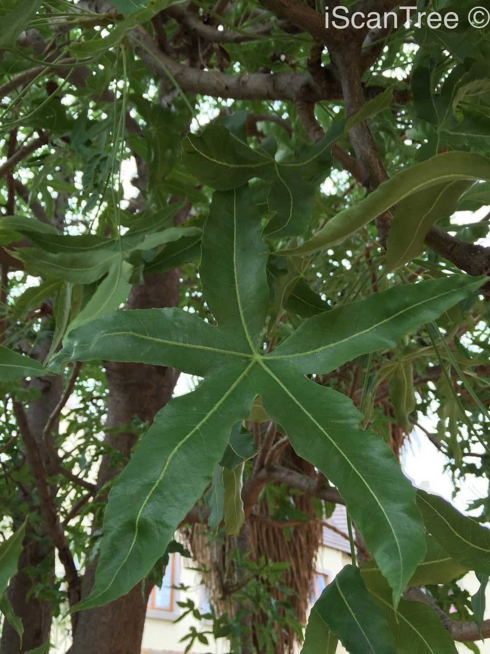 Kandelaberbaum 4
