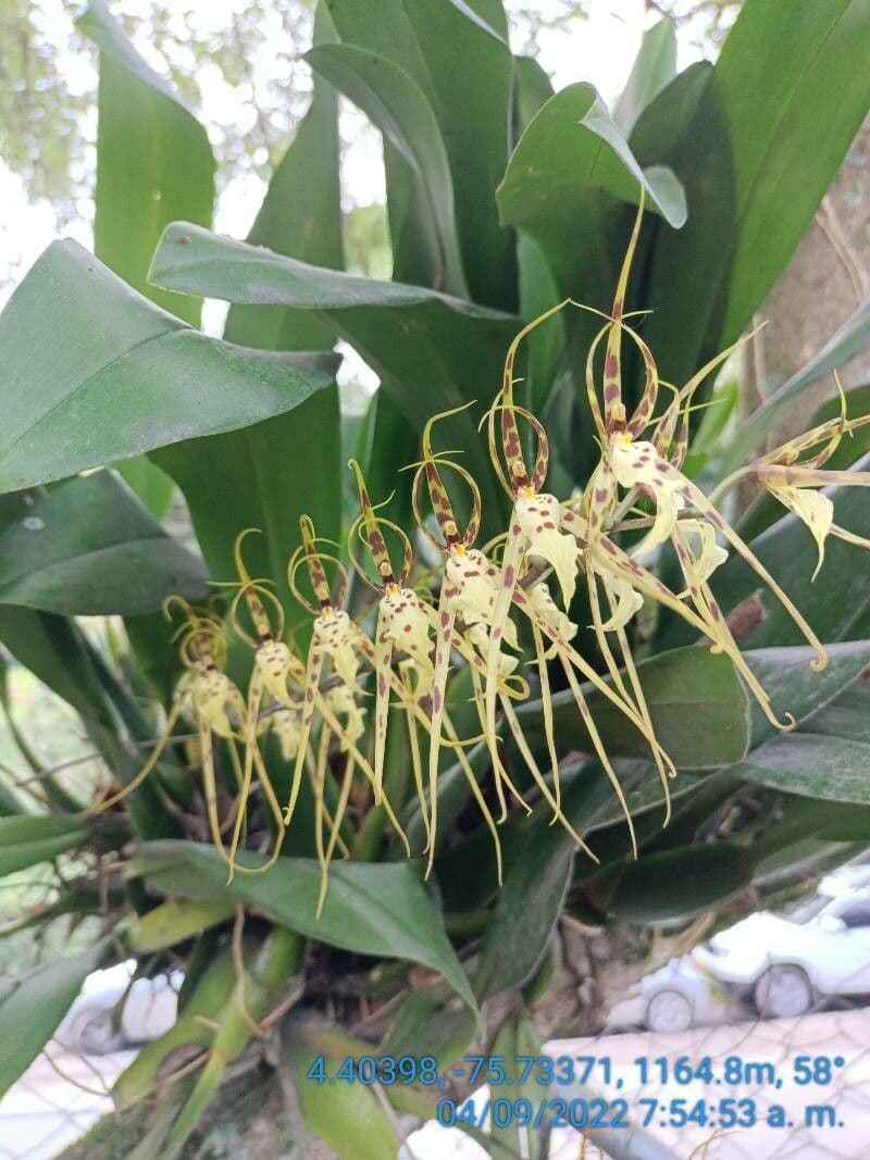 Brassia 23