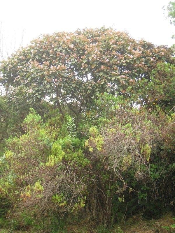 Feigenblättrige Dombeya 9