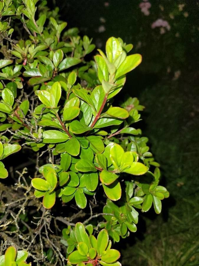 Myrsina africká 8