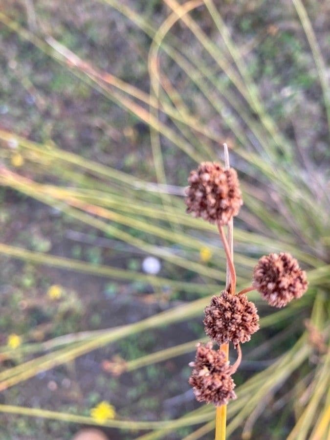 Kugelbinse 4