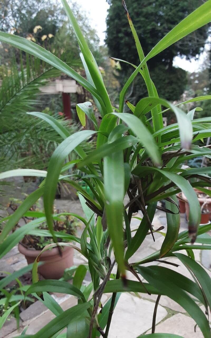 Dianella 3