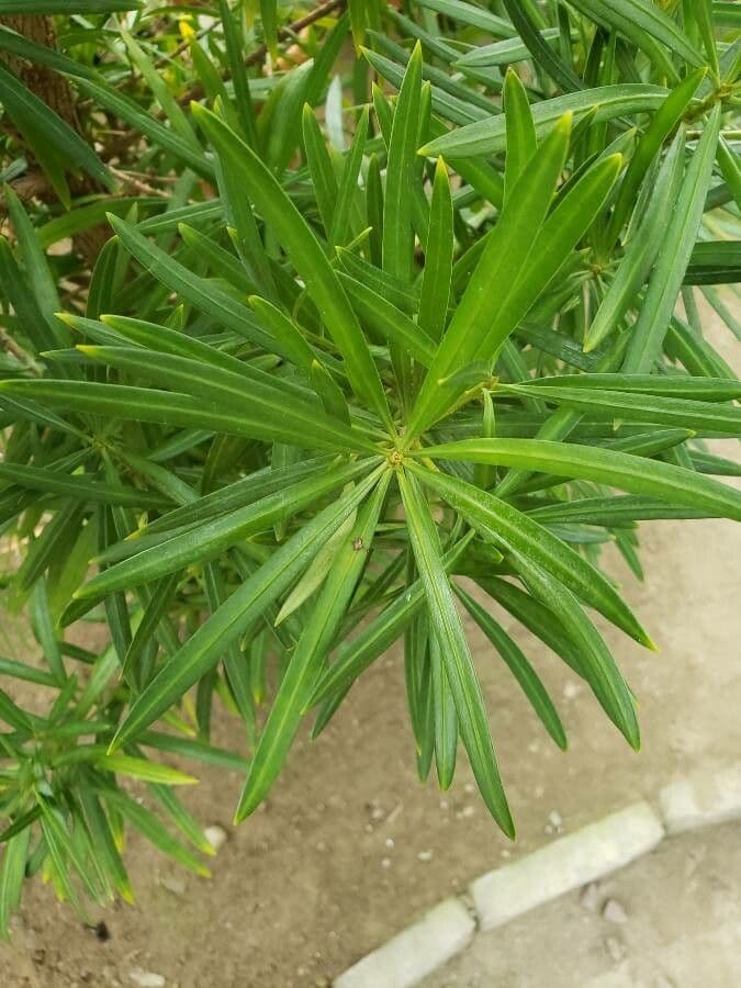 Podocarpus 6