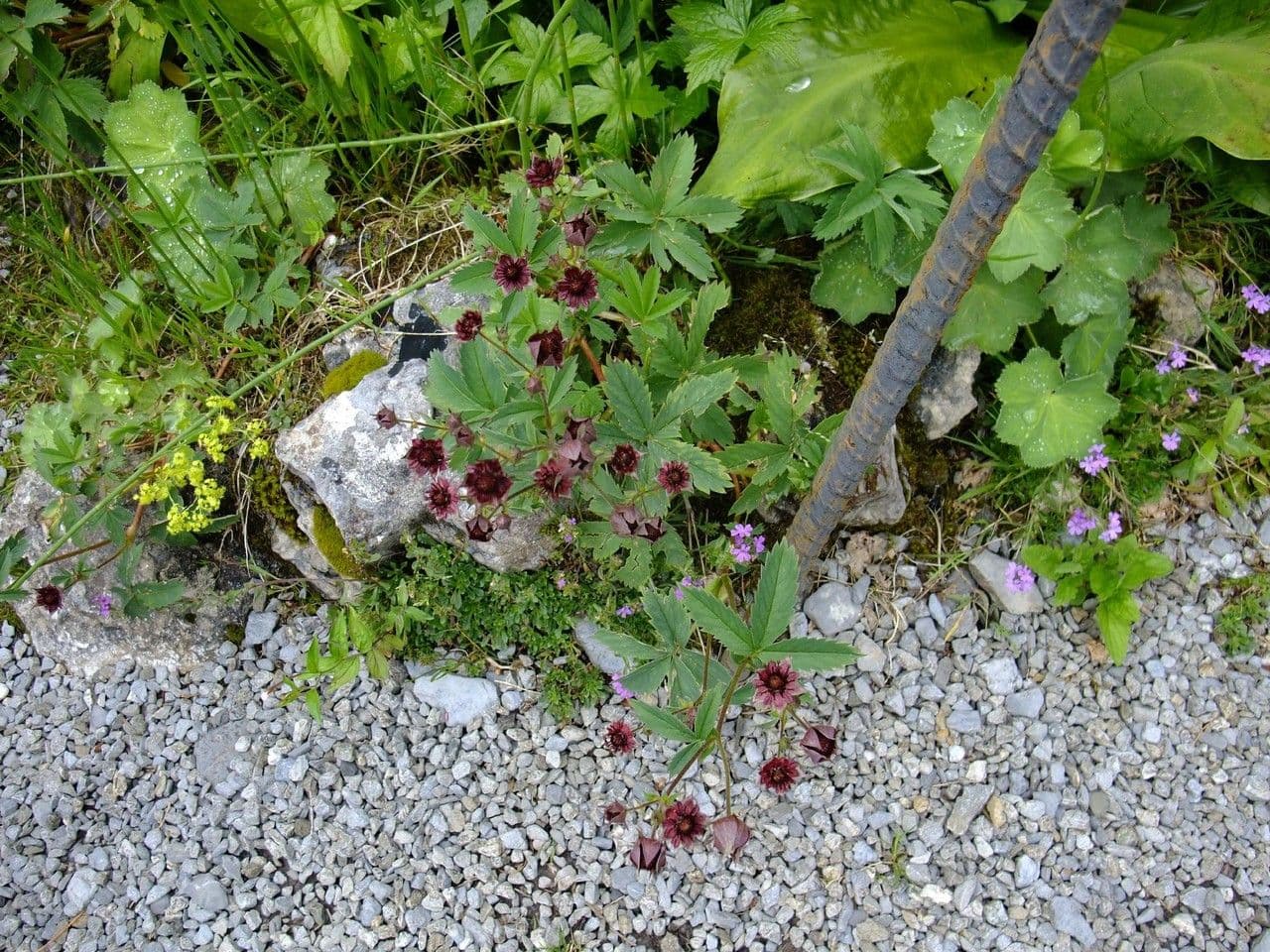 Cinquefoglie delle paludi 14