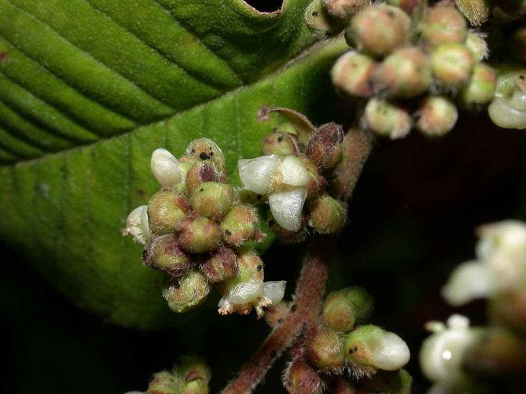 Tetracera 3