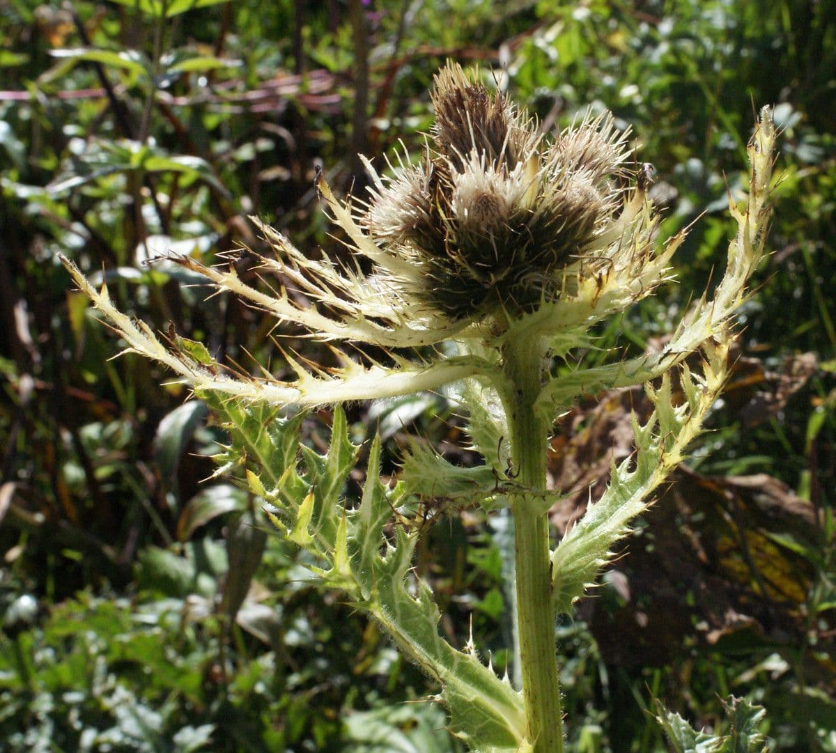 Cardo spinosissimo 29