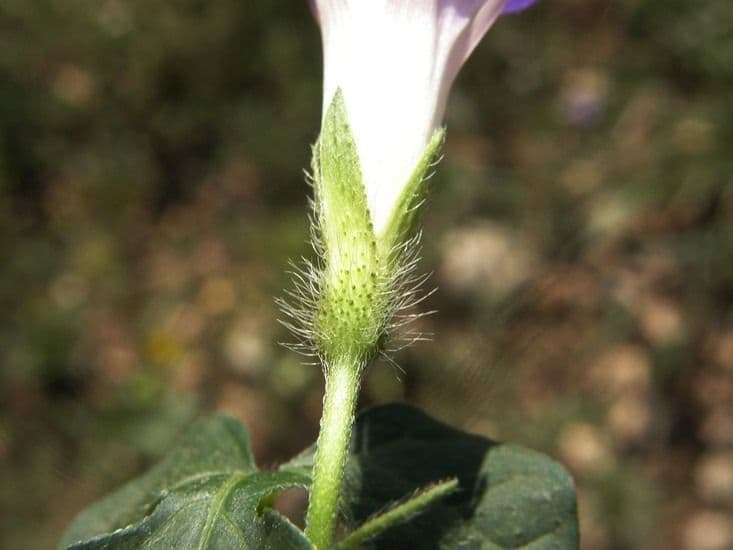 Lindheimers Prunkwinde 5