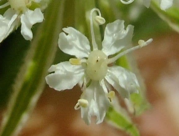 Laserpitium 9