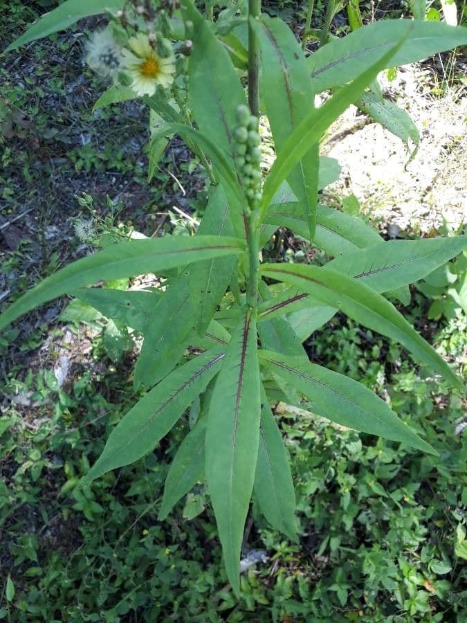 Lactuca indica 10