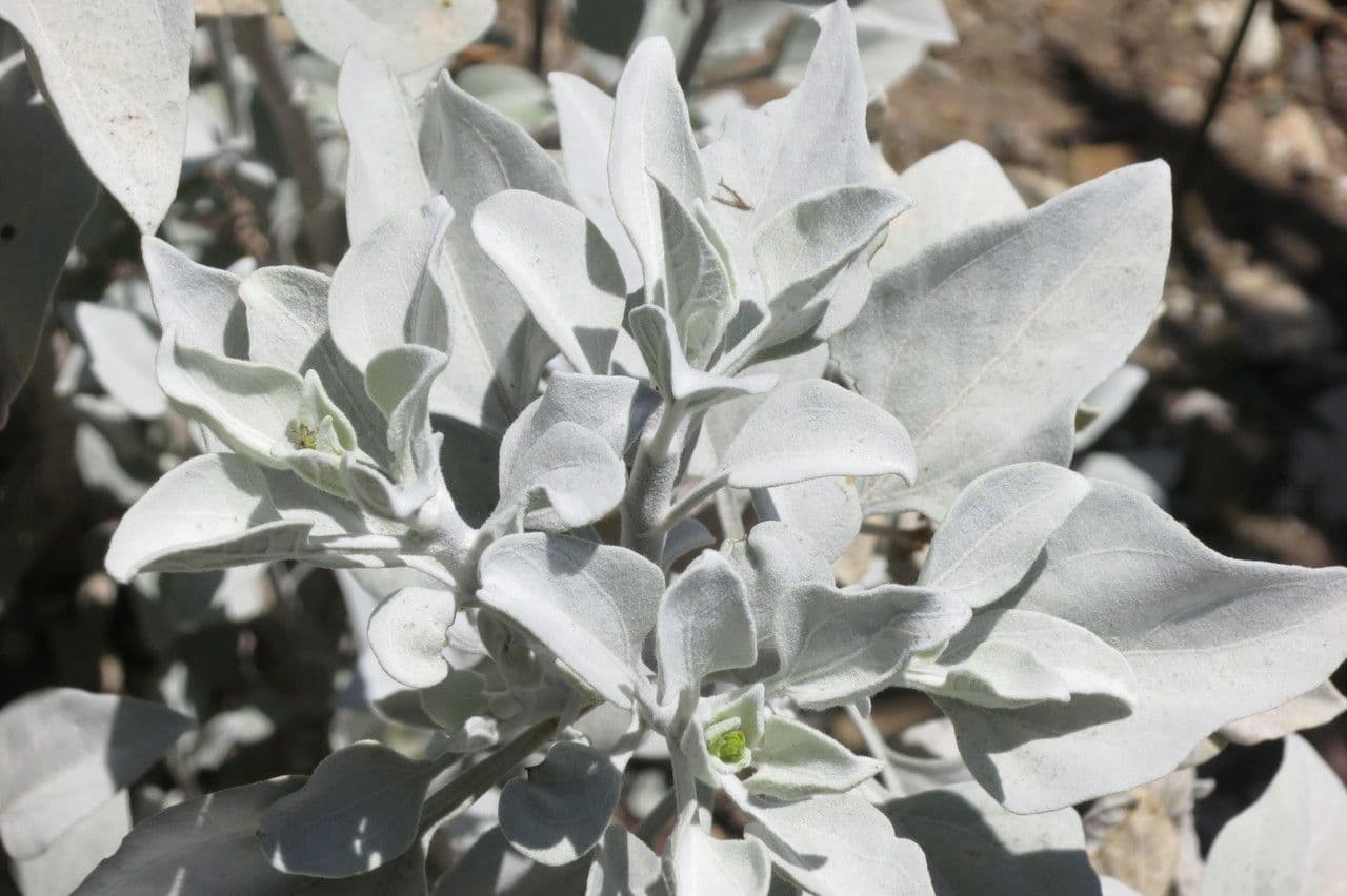 Encelia 15