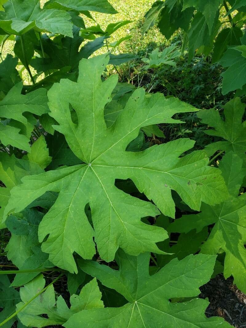 Napaea dioica 10
