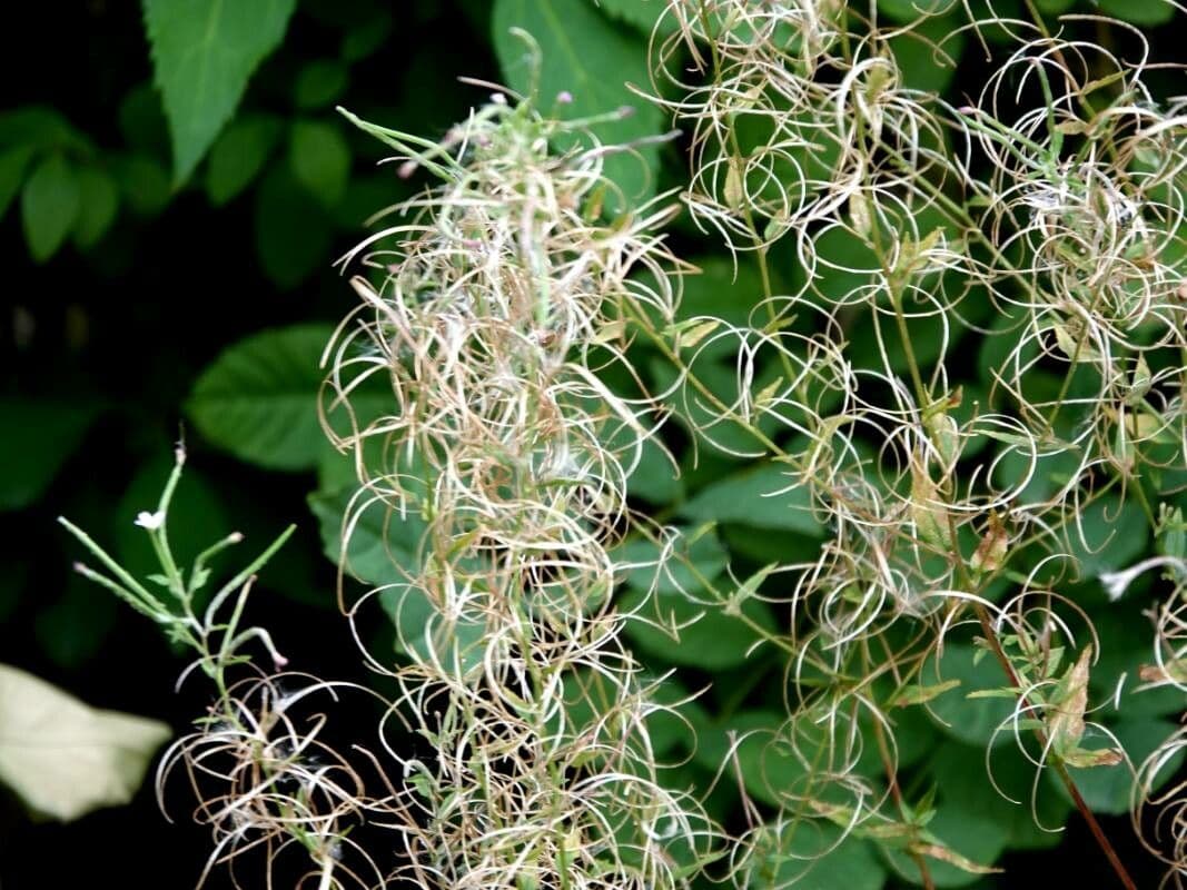 Epilobio ciliato 19
