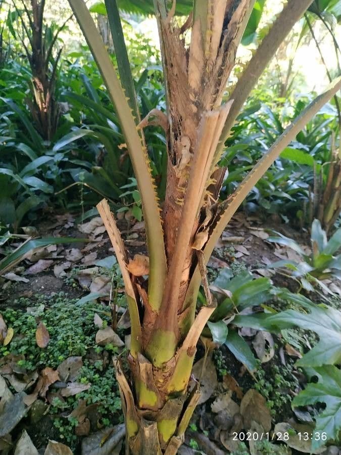 Palma a ventaglio di Vanuatu 17