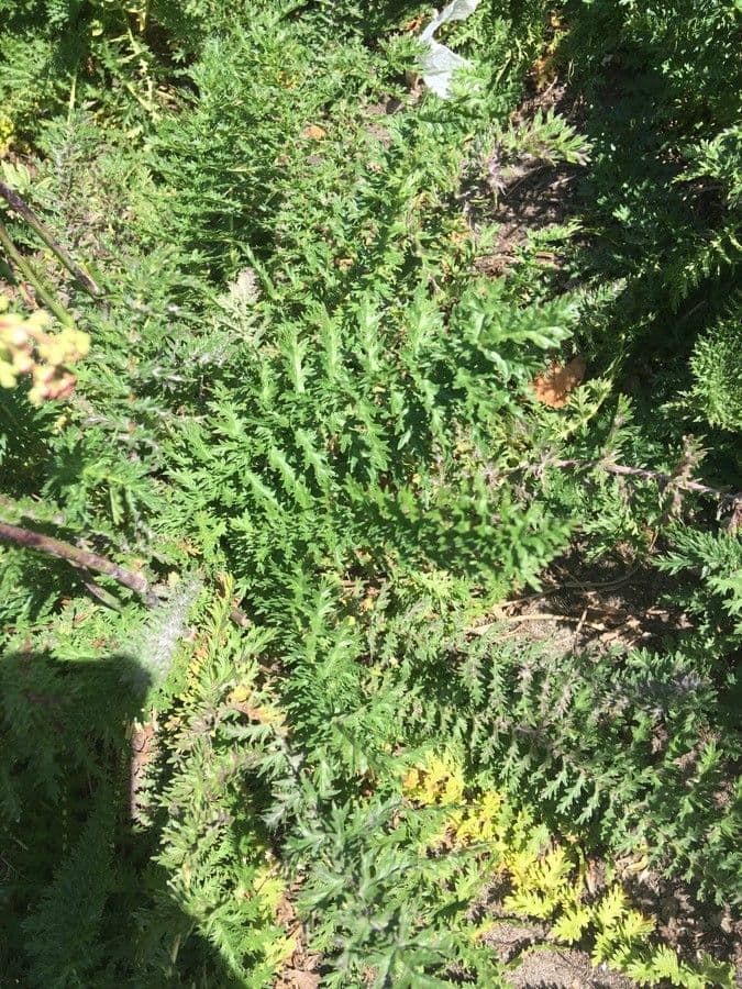 Filipendula comune 18