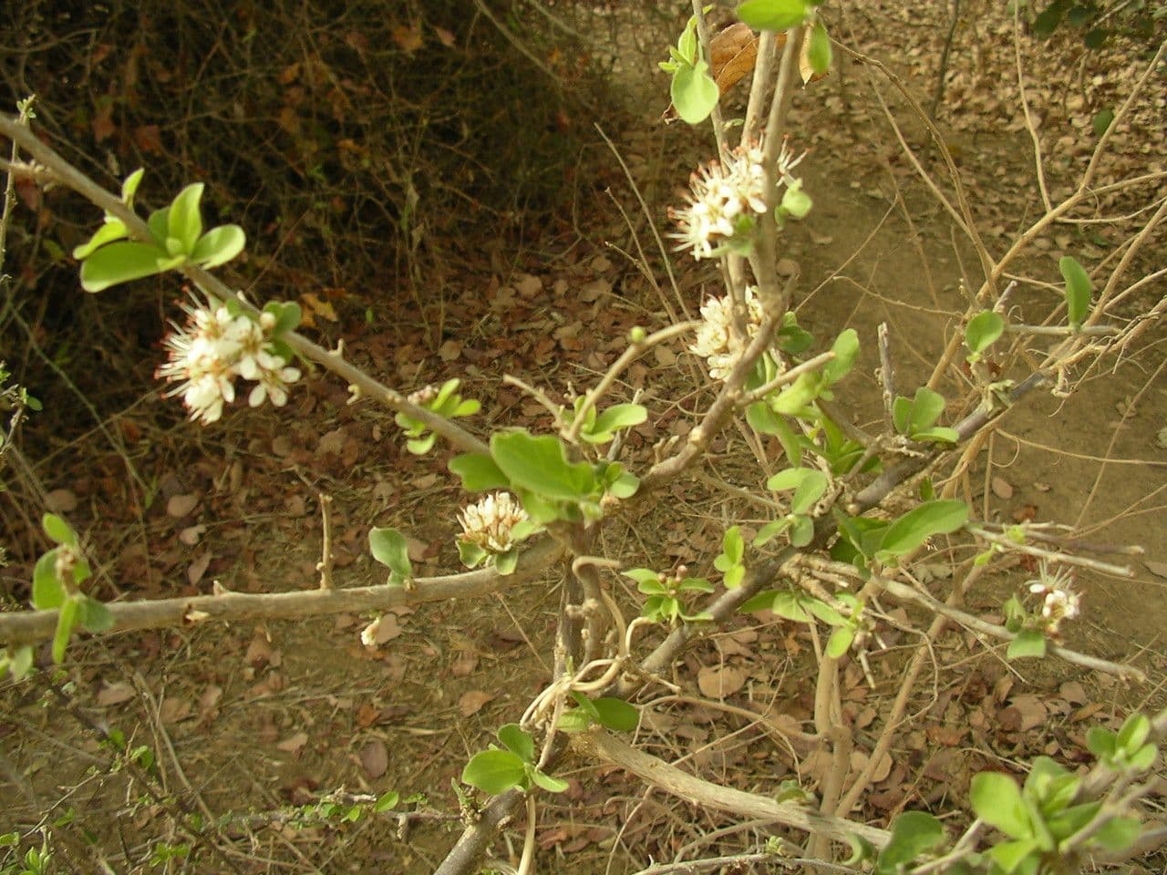 Combretum 13