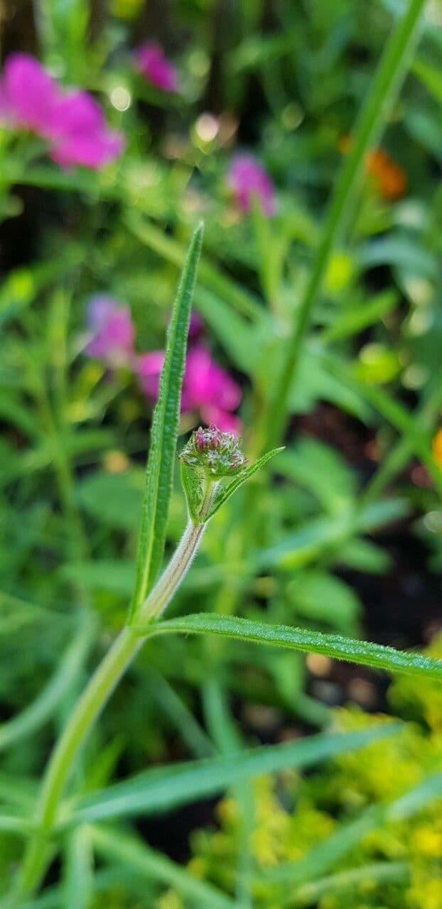 Verbena di Buenos Aires 30