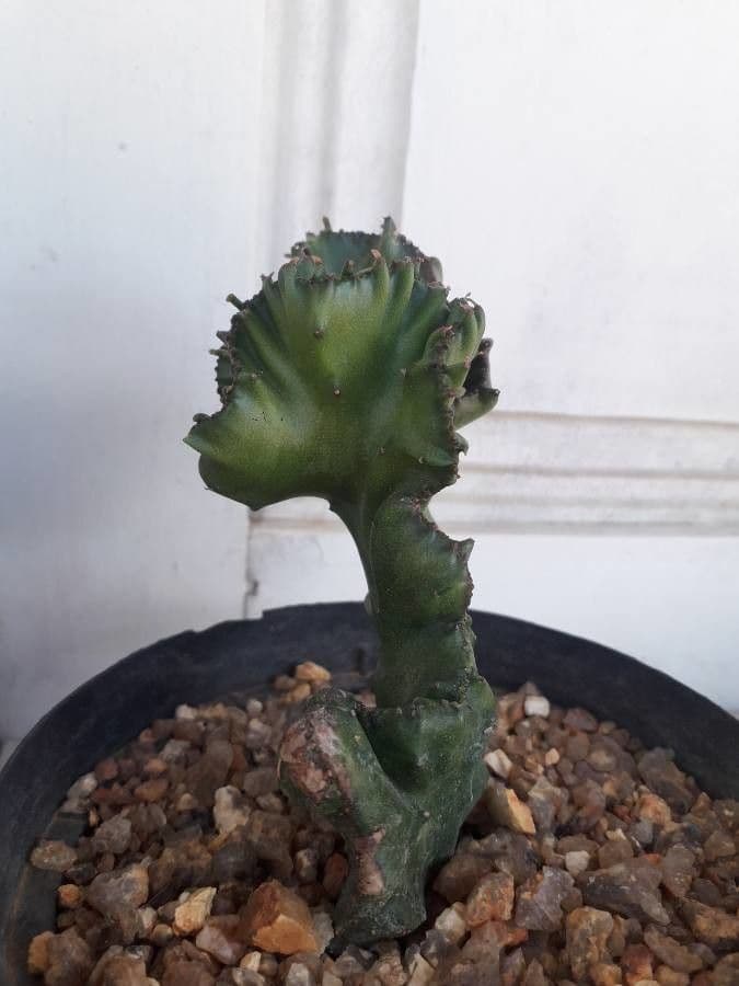 Euphorbe candélabre 9