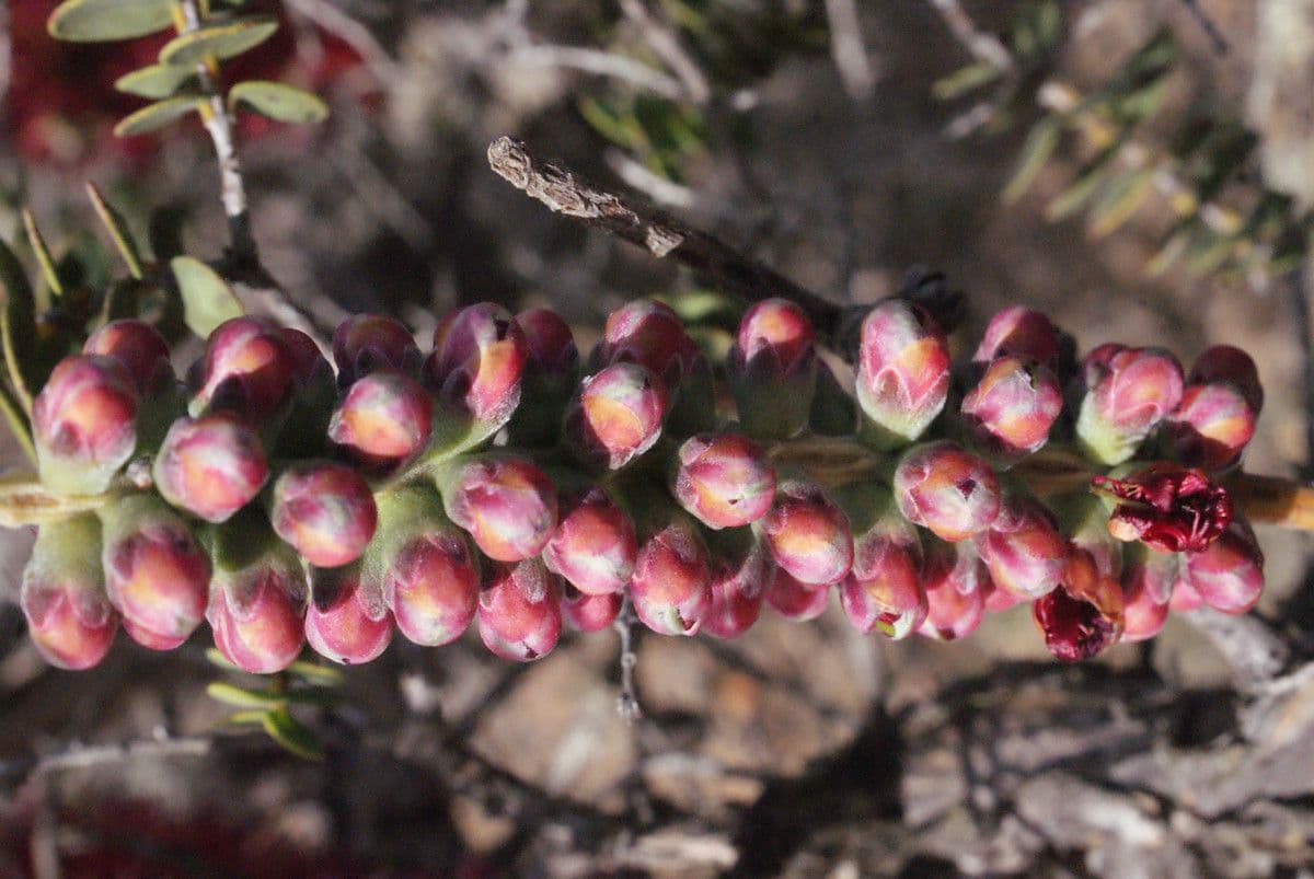 Kunzea Baxtera 3