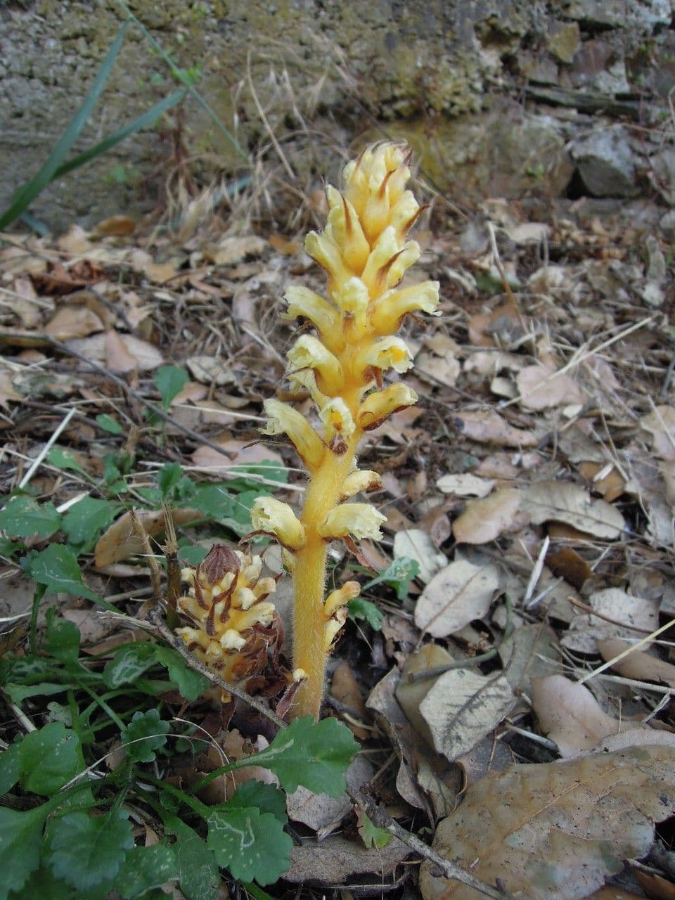 Rafio a fiori gialli 11