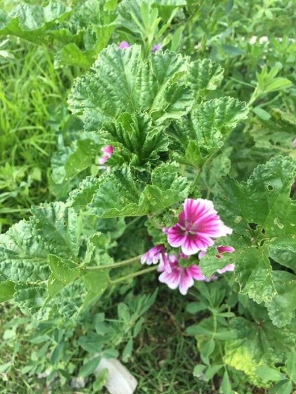 Malva selvatica 18