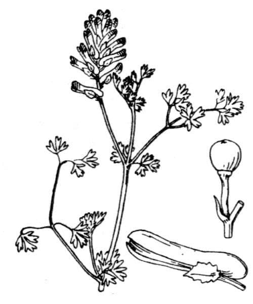 Palomilla 28