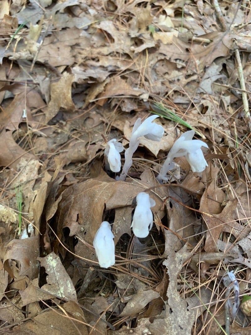 Ipopitide uniflora 16