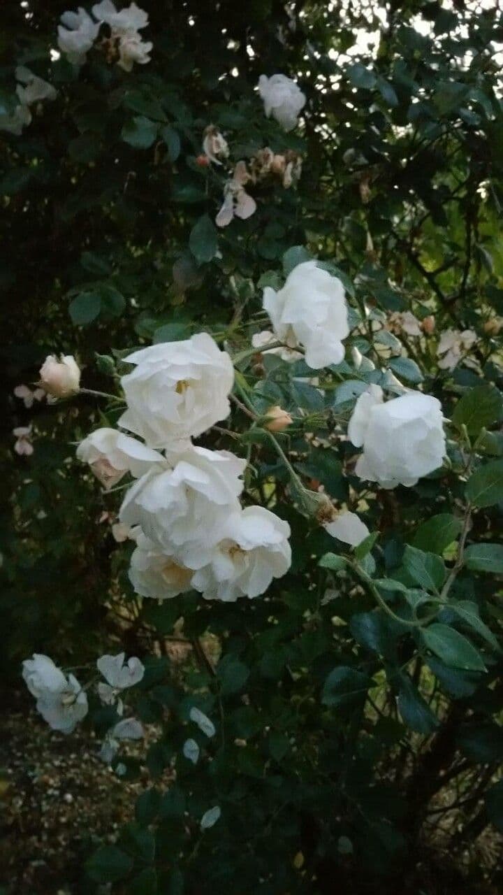 Moschus-Rose 6