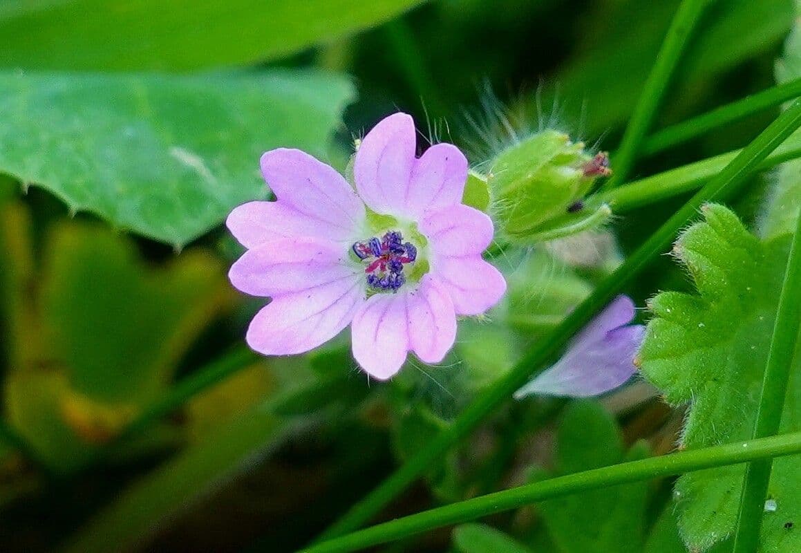 Géranium fluet 9