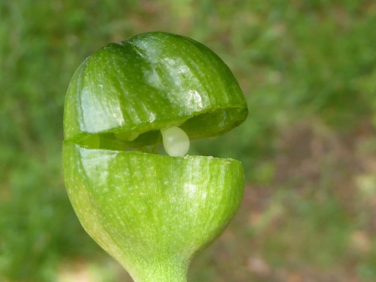 Narciso selvatico 3