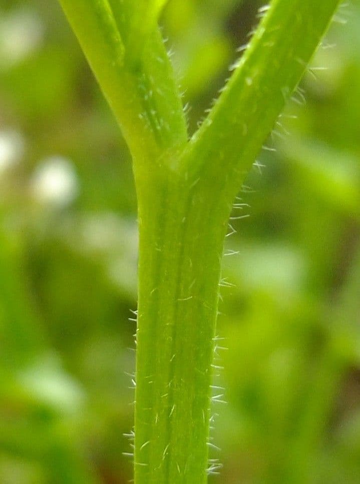 Cardamine flexueuse 23