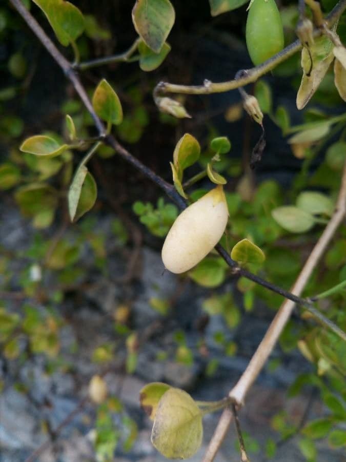 Salpichroa origanifolia 4