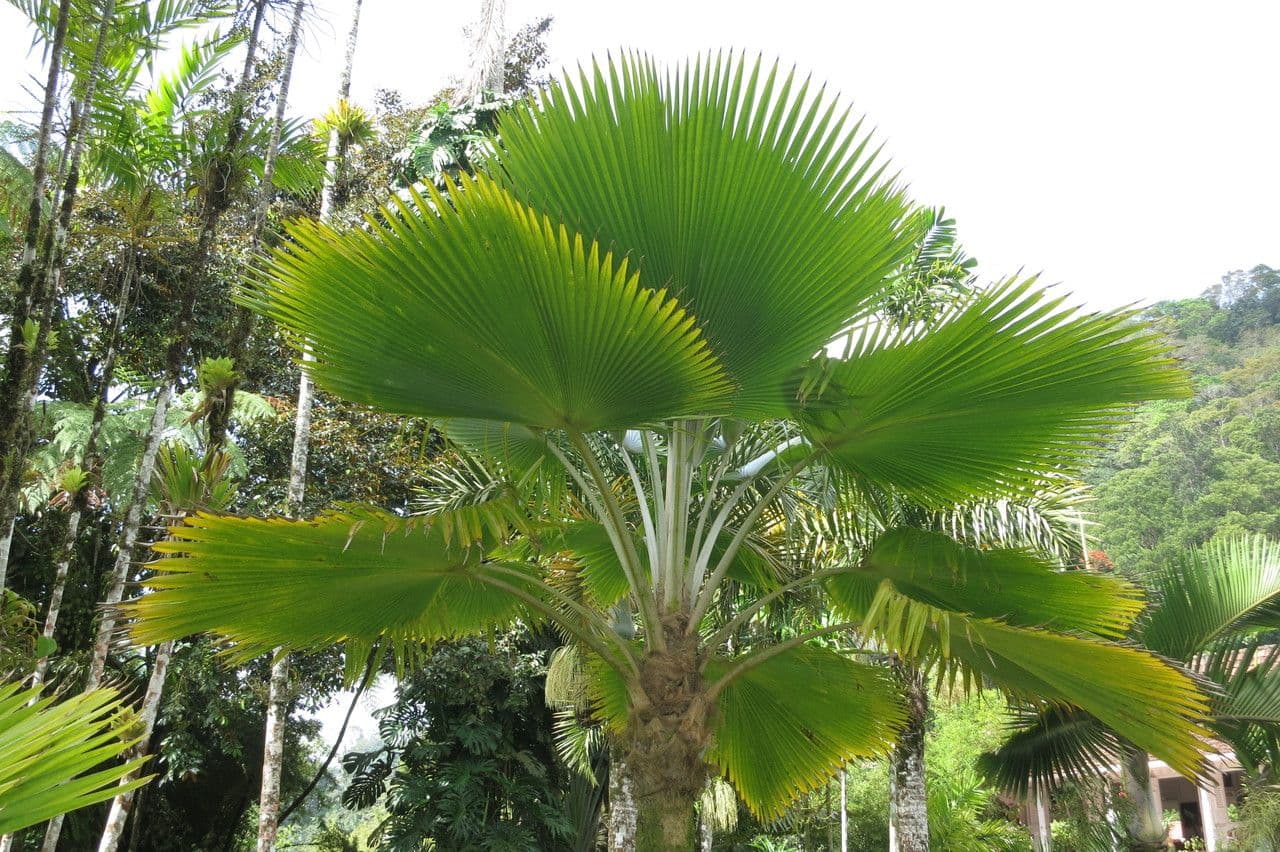 Palma a ventaglio di Vanuatu 8