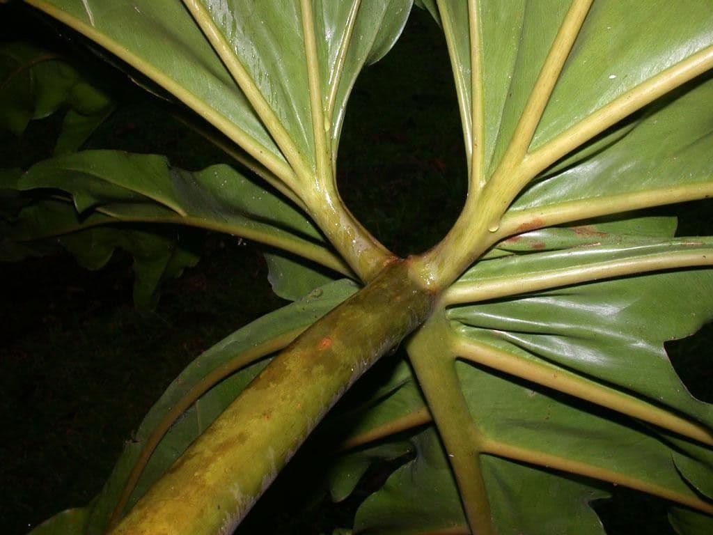 Philodendron 11