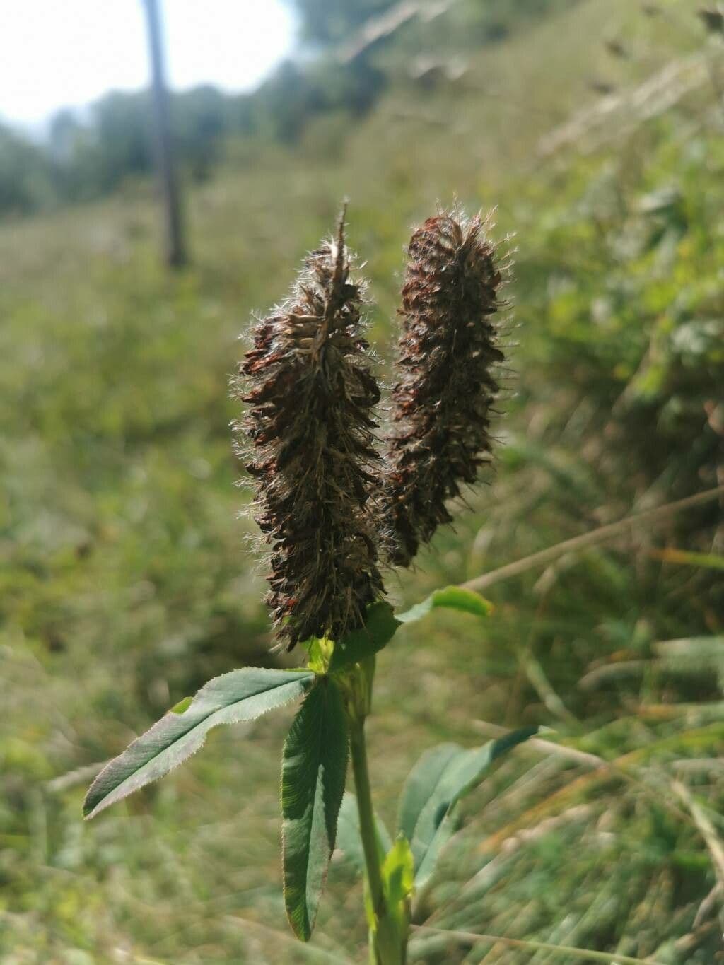 Trifoglio rossastro 4