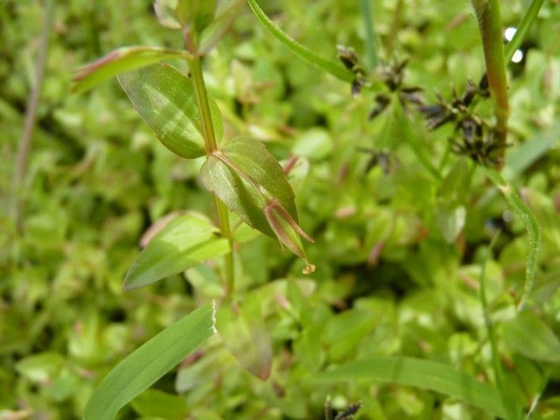 Lindernia 15