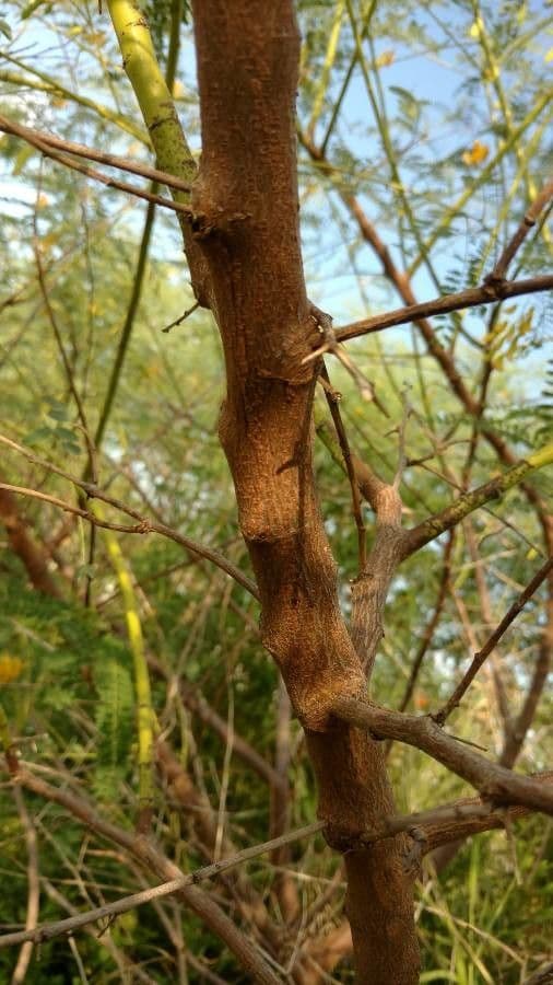 Sesbania drummondii 22
