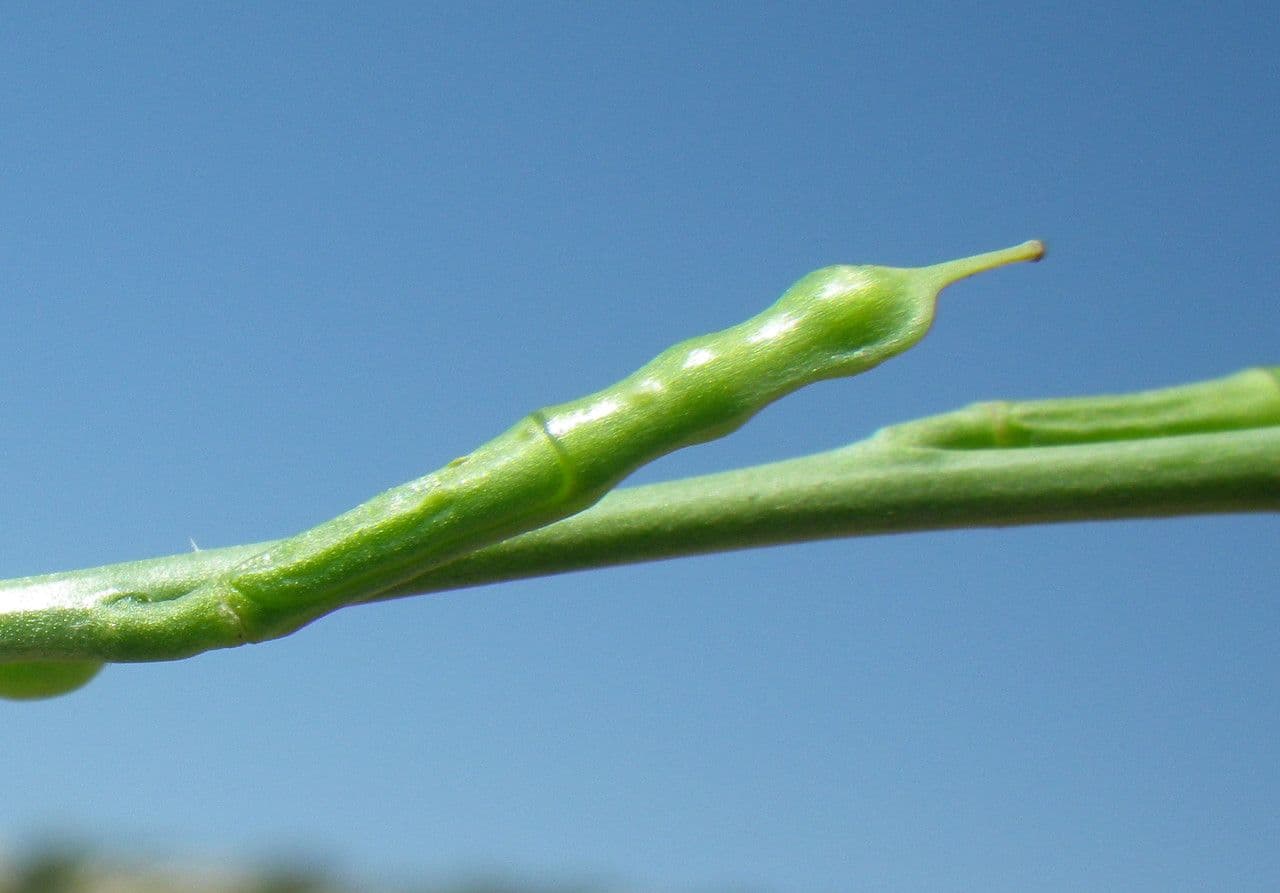 Erucaria 5