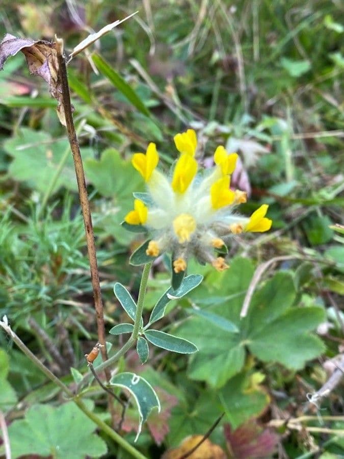 Vulneraria 11