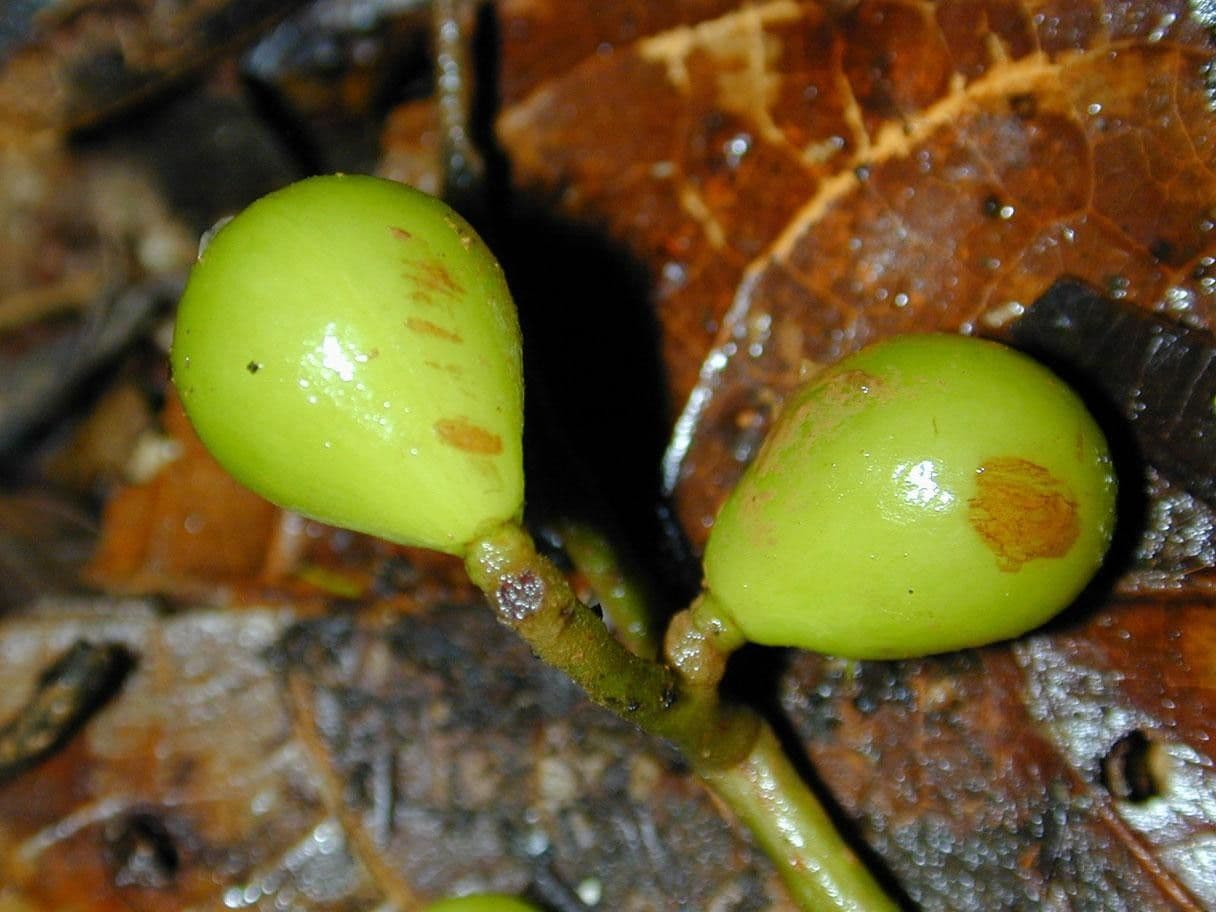 Meliosma 2
