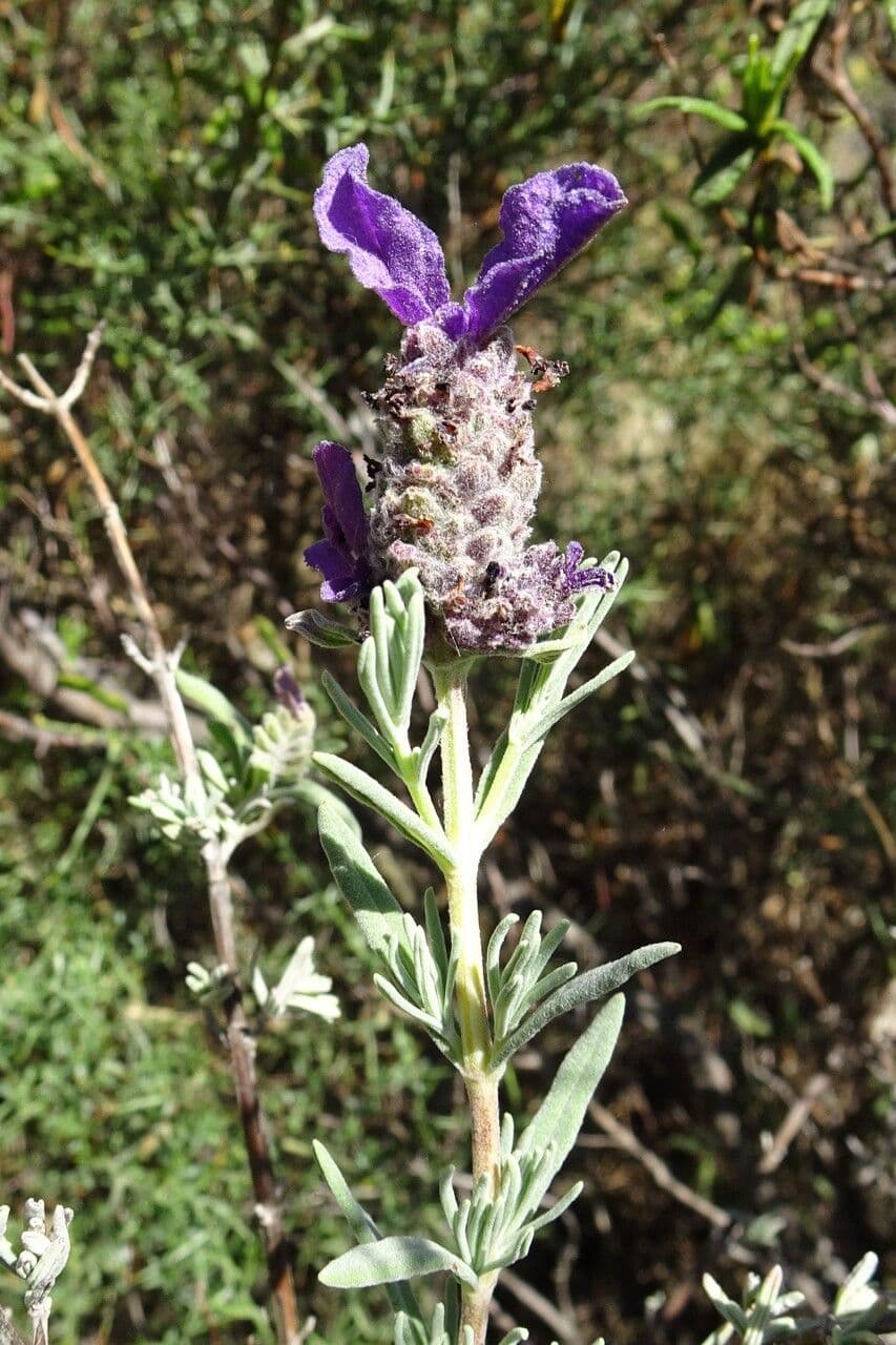 Lavanda selvatica 30