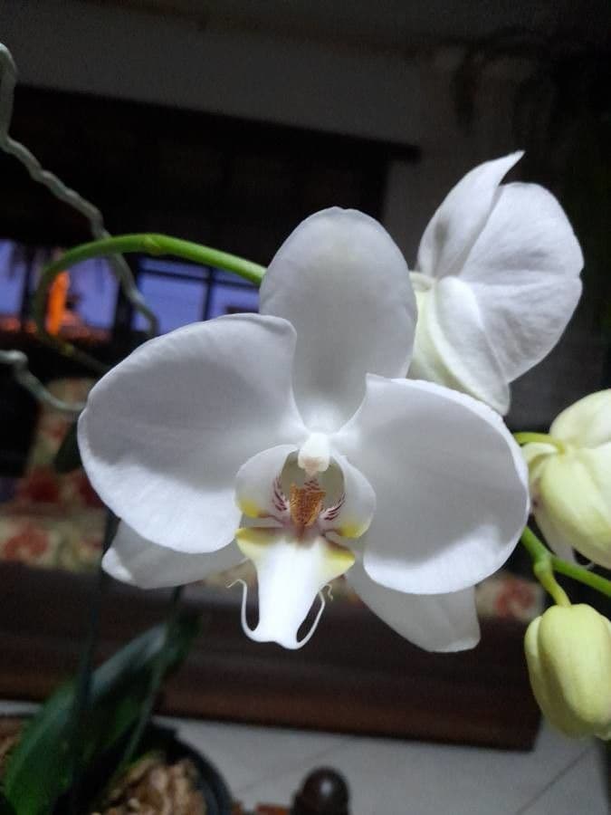 Orchidea farfalla