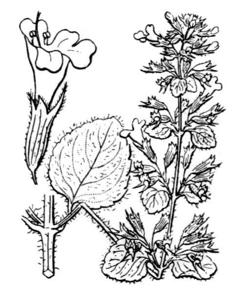 Nepitella 27