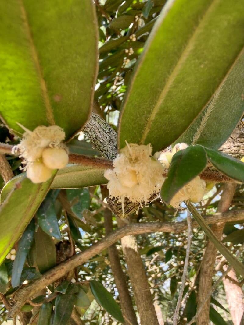 Mirciaria 6