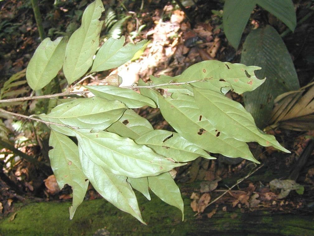 Licaria 9