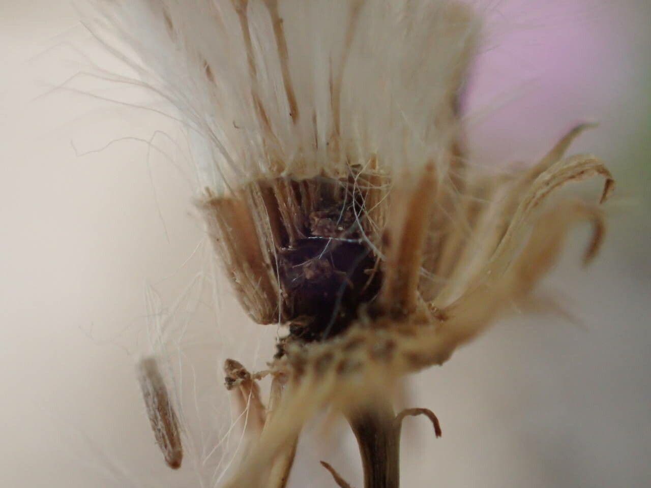 Senecio 2